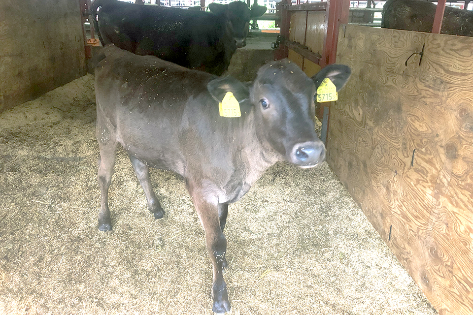 横田牧場の和牛の出産写真